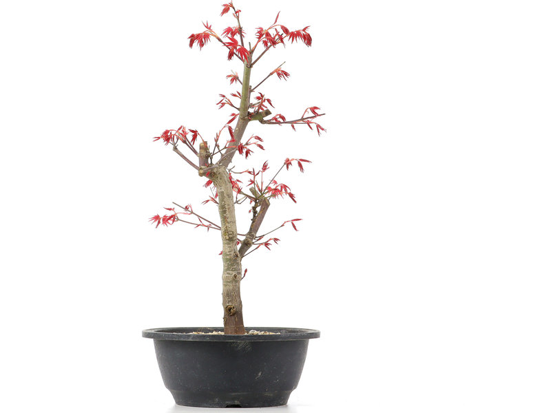 Acer palmatum Deshojo, 37 cm, ± 12 jaar oud