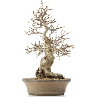 Carpinus coreana, 38 cm, ± 30 years old