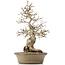 Carpinus coreana, 38 cm, ± 30 anni