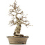 Carpinus coreana, 38 cm, ± 30 anni