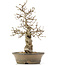 Carpinus coreana, 38 cm, ± 30 anni