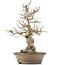 Carpinus coreana, 38 cm, ± 30 anni