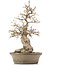 Carpinus coreana, 38 cm, ± 30 anni