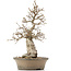 Carpinus coreana, 38 cm, ± 30 anni