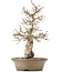 Carpinus coreana, 38 cm, ± 30 anni