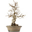 Carpinus coreana, 38 cm, ± 30 anni