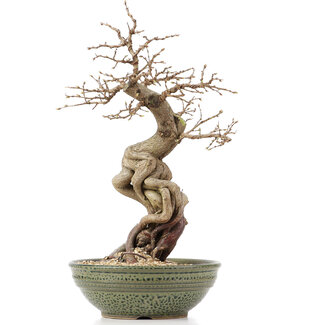 Carpinus coreana, 39 cm, ± 20 Jahre alt