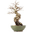 Carpinus coreana, 39 cm, ± 20 jaar oud