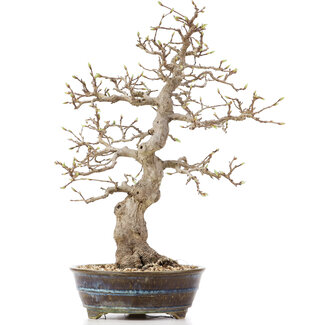 Carpinus coreana, 36,5 cm, ± 18 anni