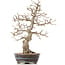 Carpinus coreana, 36,5 cm, ± 18 jaar oud