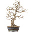 Carpinus coreana, 36,5 cm, ± 18 Jahre alt