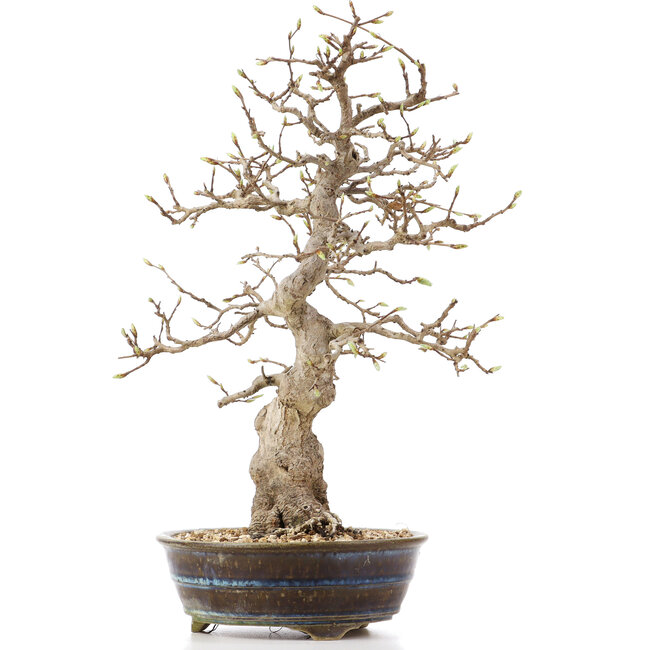 Carpinus coreana, 36,5 cm, ± 18 Jahre alt