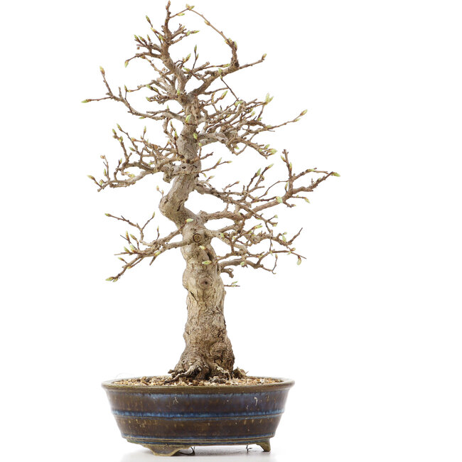 Carpinus coreana, 36,5 cm, ± 18 Jahre alt