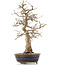 Carpinus coreana, 36,5 cm, ± 18 jaar oud