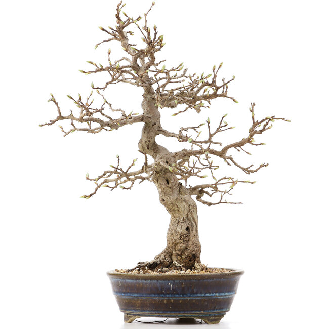 Carpinus coreana, 36,5 cm, ± 18 anni