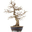 Carpinus coreana, 36,5 cm, ± 18 anni