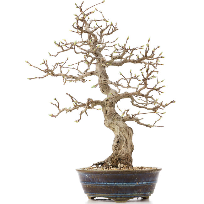 Carpinus coreana, 36,5 cm, ± 18 years old