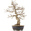 Carpinus coreana, 36,5 cm, ± 18 jaar oud