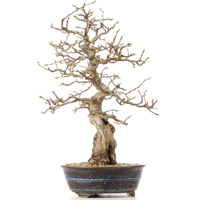 Carpinus coreana, 36,5 cm, ± 18 Jahre alt
