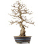 Carpinus coreana, 36,5 cm, ± 18 years old