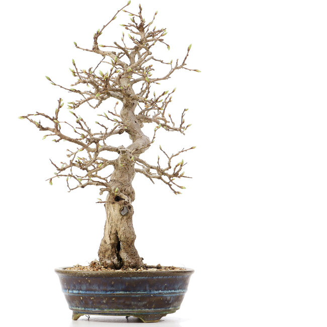 Carpinus coreana, 36,5 cm, ± 18 ans