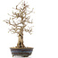 Carpinus coreana, 36,5 cm, ± 18 jaar oud