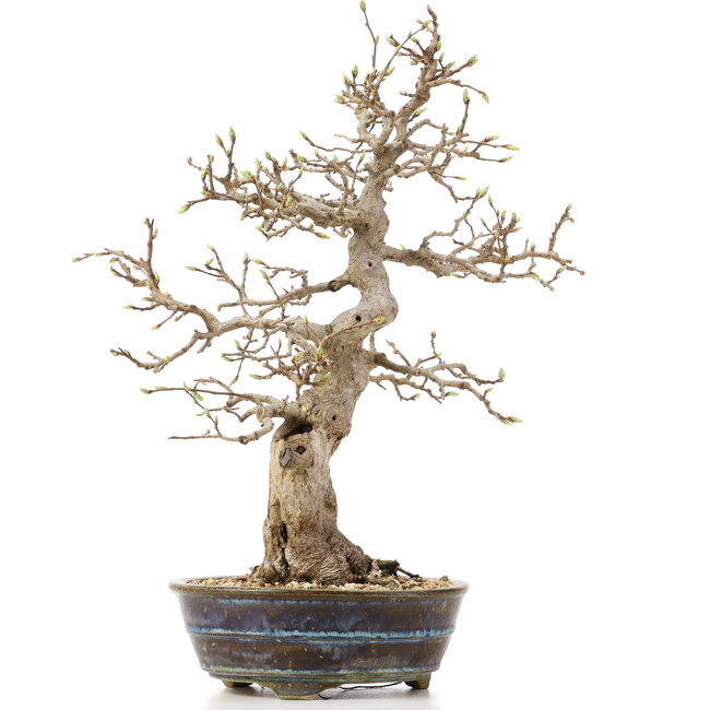 Carpinus coreana, 36,5 cm, ± 18 Jahre alt