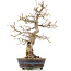 Carpinus coreana, 36,5 cm, ± 18 anni