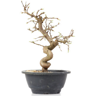 Carpinus coreana, 23 cm, ± 12 ans