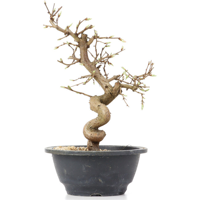 Carpinus coreana, 23 cm, ± 12 anni