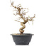 Carpinus coreana, 23 cm, ± 12 Jahre alt