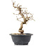 Carpinus coreana, 23 cm, ± 12 years old