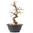 Carpinus coreana, 23 cm, ± 12 anni