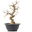 Carpinus coreana, 23 cm, ± 12 Jahre alt