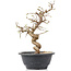 Carpinus coreana, 23 cm, ± 12 jaar oud