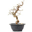 Carpinus coreana, 23 cm, ± 12 years old