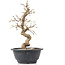 Carpinus coreana, 23 cm, ± 12 anni