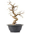 Carpinus coreana, 23 cm, ± 12 ans