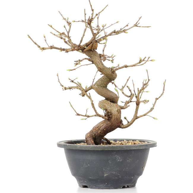 Carpinus coreana, 23 cm, ± 12 jaar oud