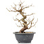 Carpinus coreana, 23 cm, ± 12 anni