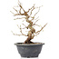 Carpinus coreana, 23 cm, ± 12 jaar oud