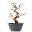 Carpinus coreana, 23 cm, ± 12 jaar oud