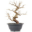 Carpinus coreana, 23 cm, ± 12 anni