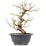 Carpinus coreana, 23 cm, ± 12 anni