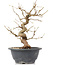 Carpinus coreana, 23 cm, ± 12 jaar oud