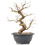 Carpinus coreana, 23 cm, ± 12 anni