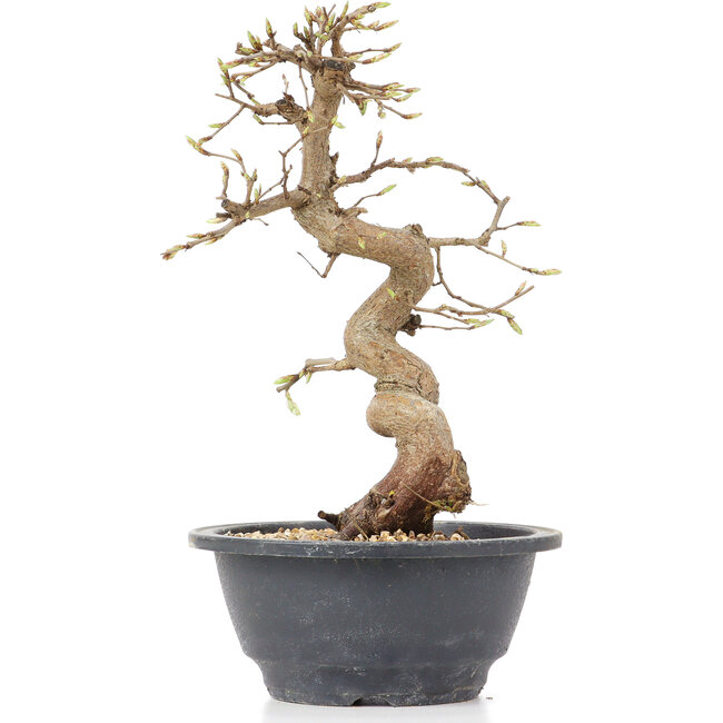 Carpinus coreana, 23 cm, ± 12 jaar oud