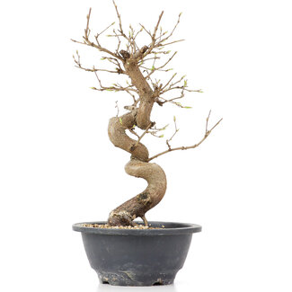 Carpinus coreana, 28 cm, ± 12 Jahre alt