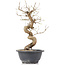 Carpinus coreana, 28 cm, ± 12 jaar oud