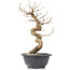 Carpinus coreana, 28 cm, ± 12 anni